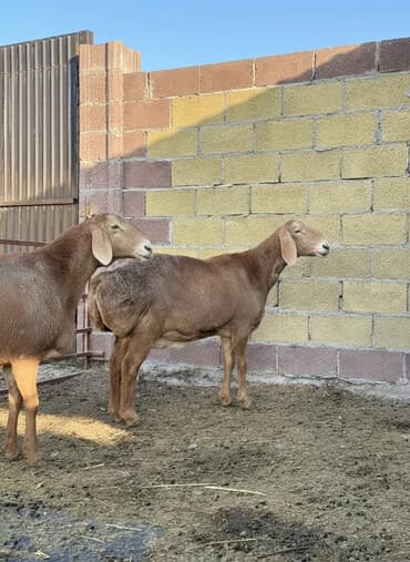 аксолотль купить в бишкеке: Продаю | Овца (самка) | Гиссарская, Эдильбаевская, Арашан | Для разведения | Матка — 1