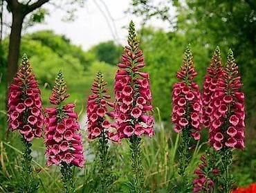 орхидея сколько стоит: Первые три фото---
Наперстянка.
300сом

Вероника 300сом — 1