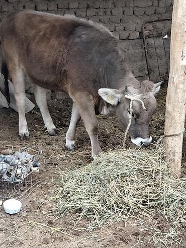 голуби птицы животный: Продаю | Тёлка | Для молока — 2