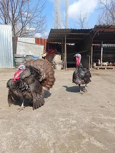 комнатные собаки: Продаю | Индюк (самец) | Для разведения | Племенные — 7