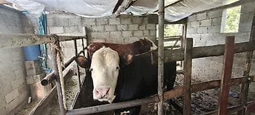 самец: Продаю | Бык (самец) — 1