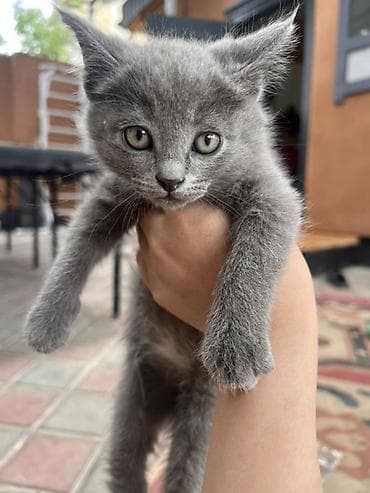 scottish fold: - Окрас: серый чёрная - порода: британская - Возраст: примерно 3 — 3