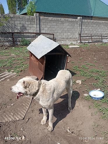 кавказская собака: Алабай, 8 месяцев, Самец — 3
