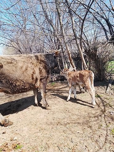 Продаю | Корова (самка) | Для разведения | После отела at lalafo.kg Продаю | Корова (самка) | Для разведения | После отела