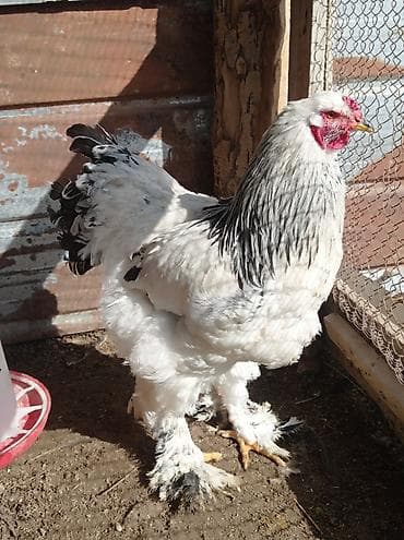 русская голубая кошка бишкек: Продаю | Куры, Петух | Брама | На забой, Для разведения — 3