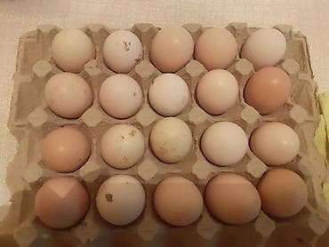 сельскохозяйственные животные продажа: Продаю | Инкубационные яйца | Несушки — 2