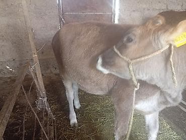 порода бык: Продаю | Бык (самец), Музоо, торпок | На откорм | Привязанные — 3