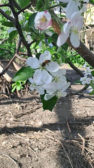 бишкек восток 5: 📍📍📍Продаётся участок + дом!!! Район очень тихий, дружный. Общая — 8