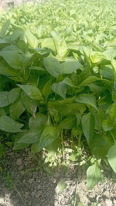 green leaf: Рассада перца сладкого (болгарского) - Сортовой перец для открытого — 2