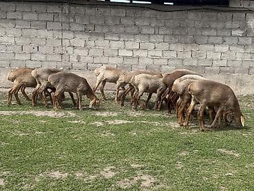 аршан кой: Продаю | Овца (самка) | Арашан | Для разведения | Ярка — 9