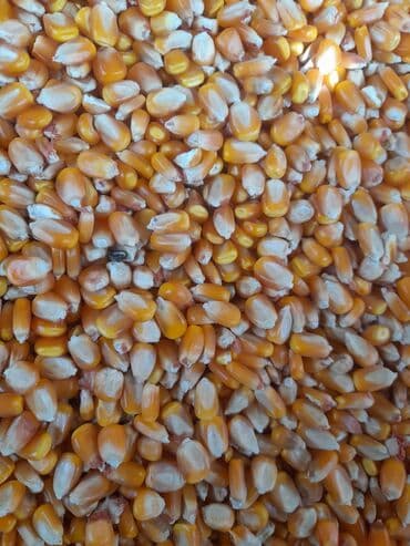 для кукурузы: Кукуруза Жугору Мака ОПТОМ РОЗНИЦА ДРУГАЯ ЦЕНА Сухой Кургак — 3