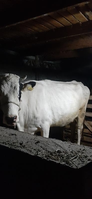 продажа карова: Продаю | Корова (самка) | Для молока | Привязанные — 2