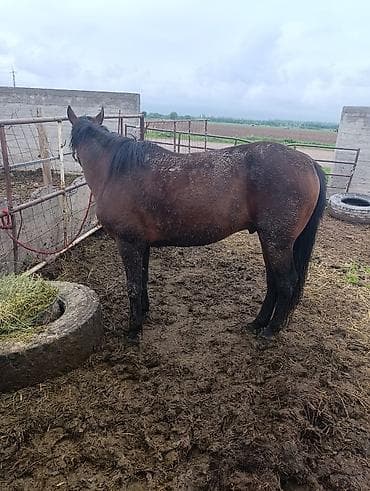 собаки тайган: Сатам | Жылкы (эркек) | Жумушка — 2