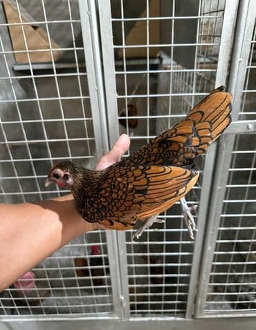 гнездовой домик для волнистых попугаев: Продам сибрайты пару — 1