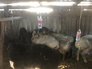 животные собака: Продаю | Овца (самка), Ягненок, Баран (самец) | Гиссарская, Полукровка, Долан | На забой, Для разведения, Для шерсти | Племенные, Котные, Осеменитель — 3