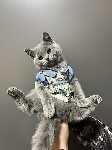 кошка сокулук: Британ кыска жүндүү, 3 жаш, Ургаачы, Көгүлтүр — 1