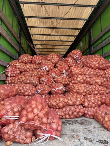 эчки оптом: Пияз Дүңүнөн — 3