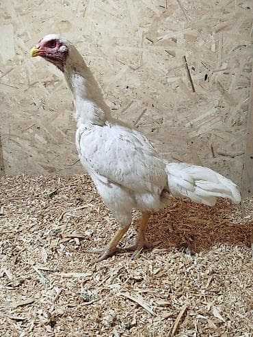 Услуги ветеринара: Дакан ак мекиштер сатылат активный алмашу жолдору бар адрес Заря — 3