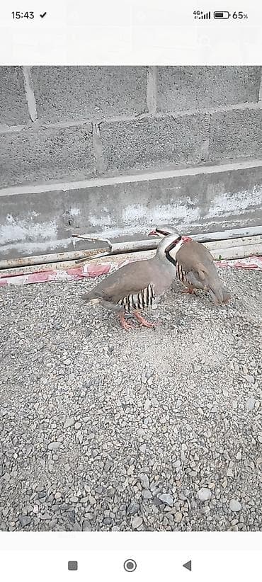 фазан птица: Пара куропаток (каменные/чёрногрудые) для разведения и декоративного — 1