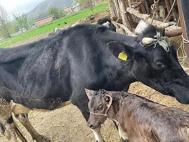 молочные: Продаю | Корова (самка) | Голштин | Для молока | Племенные — 3