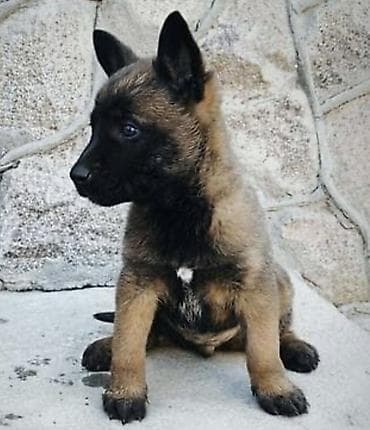 Животные: Щенки бельгийской овчарки малиной (Malinois) - Тип: рабочая и — 2