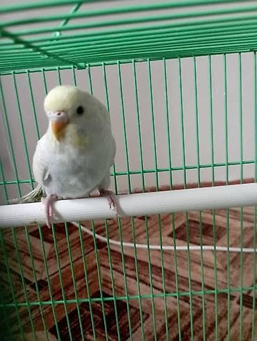 Волнистый попугайчик в клетке. - Окрас: светлый (белый с