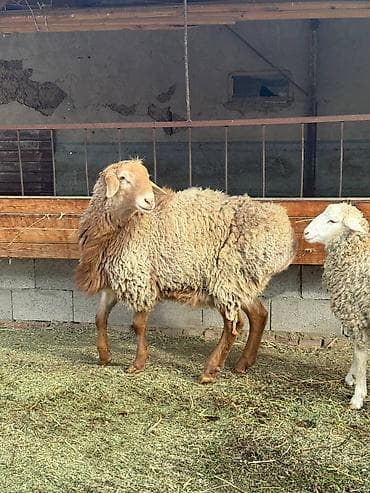 Зоотовары: Продаю | Овца (самка) | Полукровка | Для разведения — 1