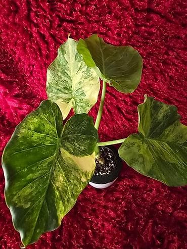 большой фикус: Ароидное комнатное растение Alocasia (вариететная форма) — 6