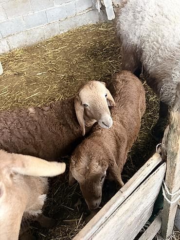 романовский овцы: Продаю | Овца (самка), Ягненок, Баран (самец) | Арашан | Для разведения | Племенные, Матка, Ярка — 5