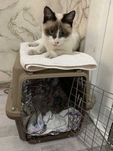 животные в добрые руки: 9 месяцев, Девочка — 2