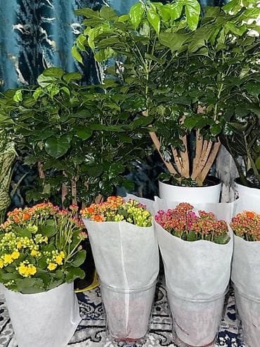 антуриум цветы: Комнатные растения — каланхоэ и антуриум - Каланхоэ (Kalanchoe — 2