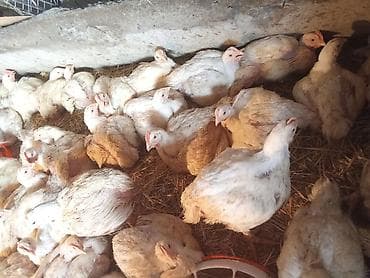 гуси мамуты купить: Продаю | Цыплята | Бройлерная | На забой — 2