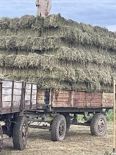 корм для лошадей купить: Клевер в тюках Находиься в кара-балте запресованные и загружены в — 2