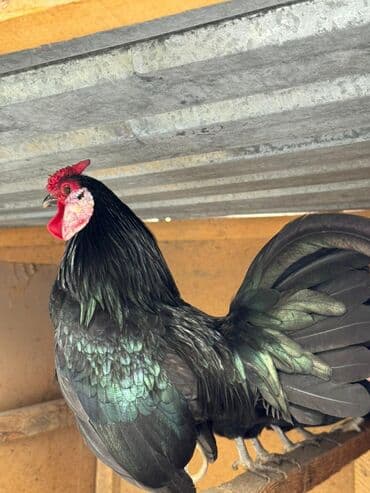 змеи животные: Продам — 2