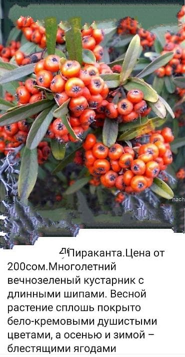 самшиты круглые: Кустарники: Дейция Гортензия, Пироката красные ягоды, Арунас — 8