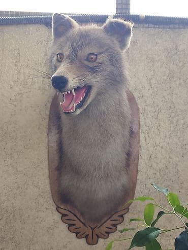 стришка овец: Таксидермическое настенное панно Шакал. Чучело — 2