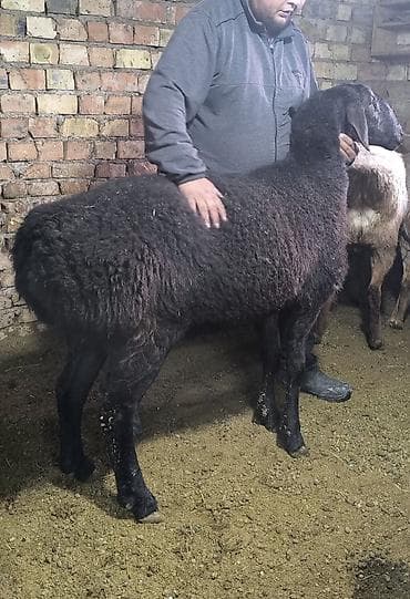 ящик аары: Сатам | Ургаачы кой (ургаачы) | Көбөйтүү үчүн | Асыл тукумдуу — 6