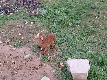 баран купить бишкек: Продаю | Овца (самка) | Для разведения | Матка — 2