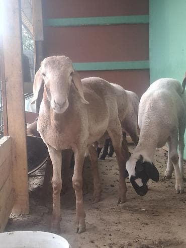 жылкы жаныбар: Семиз Койлор сатылат Таза багылган ! Бир кочкор, 3 ургаачы — 10