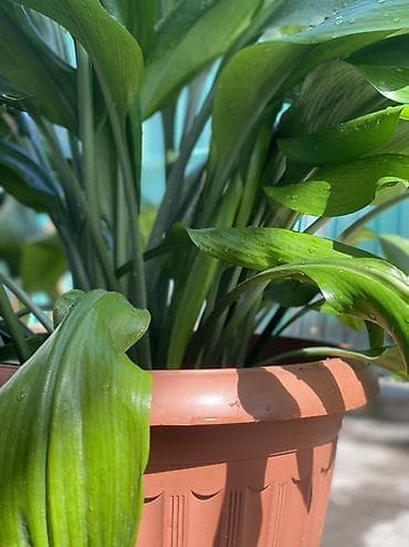 Комнатные растения: Аспидистра (Aspidistra elatior) в декоративном горшке Амазонская — 5