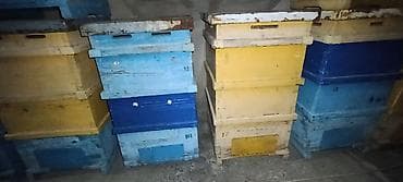 ящик пчелы: Продам Улья б.у. количество 20шт. система рута. 12 рамонный 2х — 3