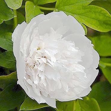 семена комнатных цветов в бишкеке: Пионы на посадку корни от 500сом.Три питомника.От Кара балты до Канта — 9