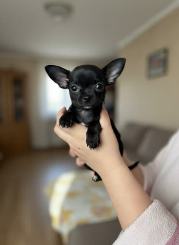 карликовый пудель купить: Миниатюрный щенок чихуахуа шоколадного окраса. - Компактный формат — 1