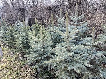 кани: СРОЧНО! Голубая ель разной высоты с сформированной центральной — 1