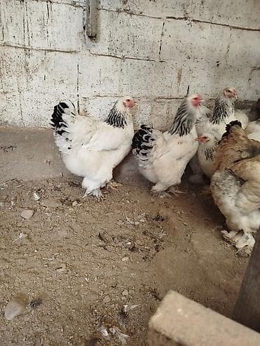 джерсей: Продаю | Куры | Брама | Для разведения — 6