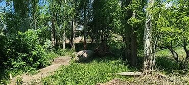 кругляк сосна: Саженцы/деревья тополя (Populus) - Порода: тополь, гладкая светлая — 3