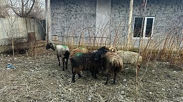 А/ч жаныбарлары үчүн тоюттар: Сатам | Ургаачы кой (ургаачы) — 2