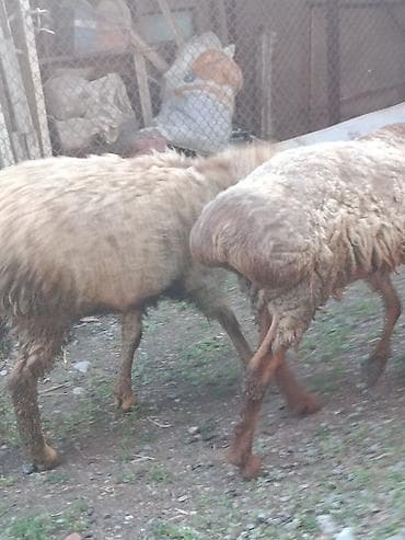 купить курдючного барана: Продаю | Баран (самец) | На забой — 8
