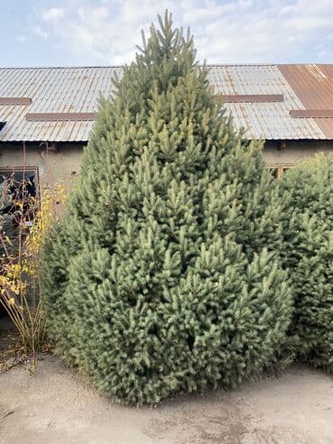 хвойная лапа: Саженцы деревьев: Ели, Платная доставка — 2