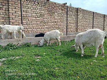 живые дрожи: Продаю | Коза (самка) | Для разведения | Котные — 4